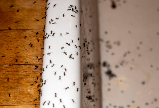 Pest Prevention Services in New Baltimore, MI