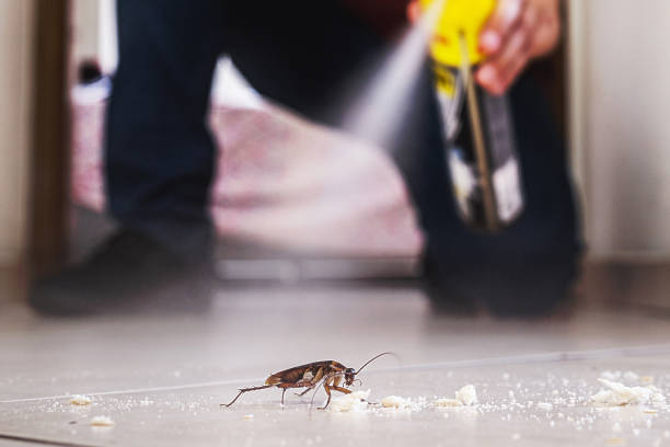 Best Wasp Removal Services  in New Baltimore, MI