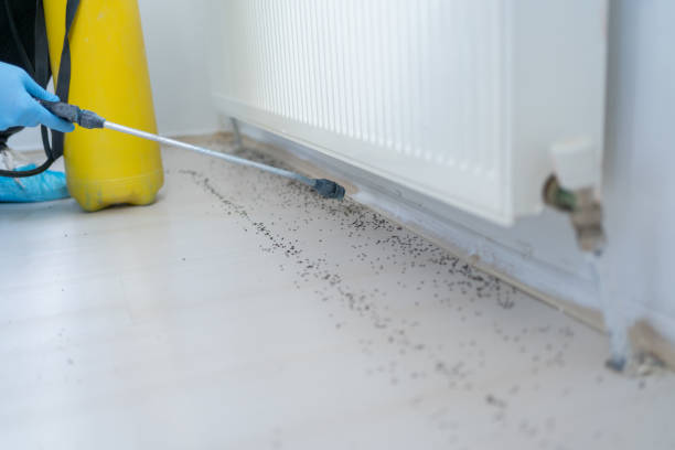 Professional Pest Control in New Baltimore, MI