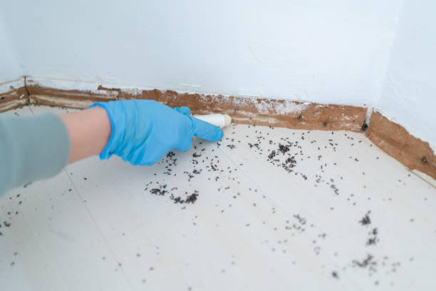 Best Wasp Removal Services  in New Baltimore, MI